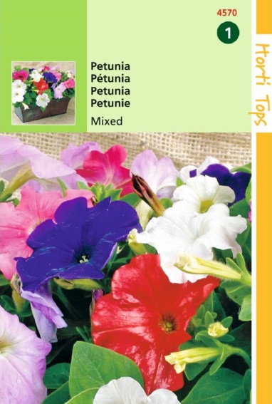 Petunia dwarf mix  - 2000 seeds